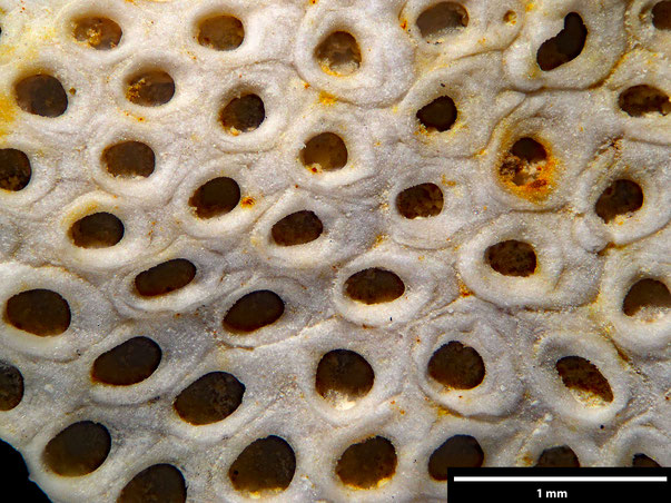 Bryozoa Art: Membranipora plicatella Brydone 1913 aus Bryozoen Sammlung Senckenberg Frankfurt
