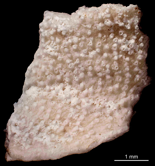 Bryozoa Art: Diastopora expansa Levinsen 1925 aus Bryozoen Sammlung Senckenberg Frankfurt,  CC BY: Michael Sondermann