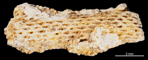 Bryozoa Art: Virgocella virgo (von Hagenow 1851) aus Bryozoen Sammlung Senckenberg Frankfurt,  CC BY: Michael Sondermann