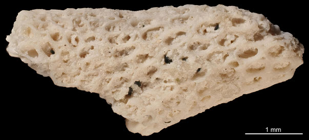 Bryozoa Art: Solenophragma oratum Canu & Bassler aus Bryozoen Sammlung Senckenberg Frankfurt, CC BY: Michael Sondermann