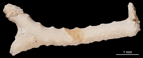 Bryozoa Art: Stigmatoechos laevis Brood 1972 aus Bryozoen Sammlung Senckenberg Frankfurt,  CC BY: Michael Sondermann