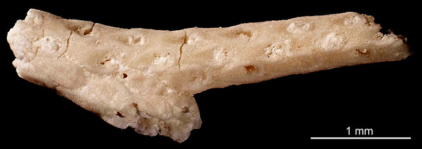 Bryozoa Art: Floridina gothica (d'Orbigny 1851) aus Bryozoen Sammlung Senckenberg Frankfurt,  CC BY: Michael Sondermann