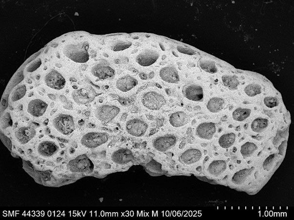 Bryozoa Art: Beisselinopsis marginata (von Hagenow 1839) aus Bryozoen Sammlung Senckenberg Frankfurt
