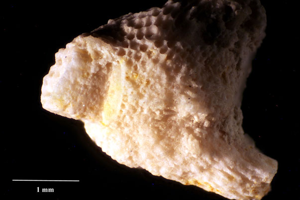 Bryozoa Art: Bicavea sessilis Pergens & Meunier 1886 aus Bryozoen Sammlung Senckenberg Frankfurt,  CC BY:  Dr. Rainer Teubner
