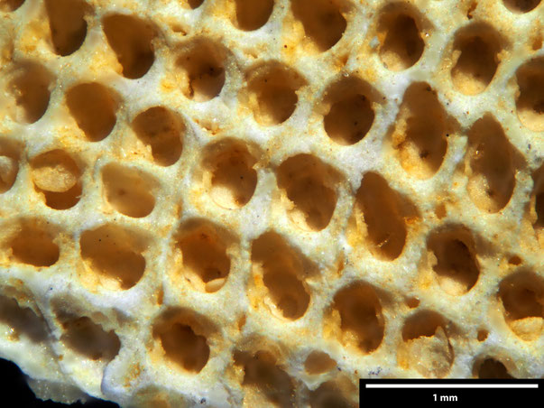 Bild 2 Bryozoa Art: Semiflustrella limbata d'Orbigny aus Bryozoen Sammlung Senckenberg Frankfurt