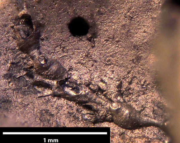 Bryozoa Art: Plesiothoa trigemma (Ryland & Gordon 1977) aus Bryozoen Sammlung Senckenberg Frankfurt