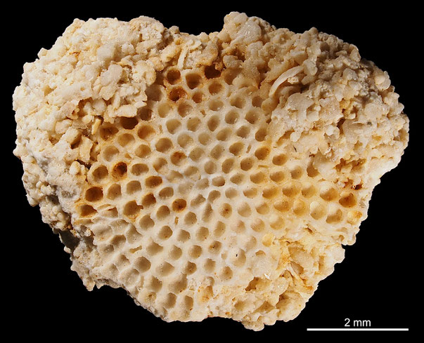 Bryozoa Art: Discoflustrellaria senonensis Brydone 1929 aus Bryozoen Sammlung Senckenberg Frankfurt,  CC BY: Michael Sondermann