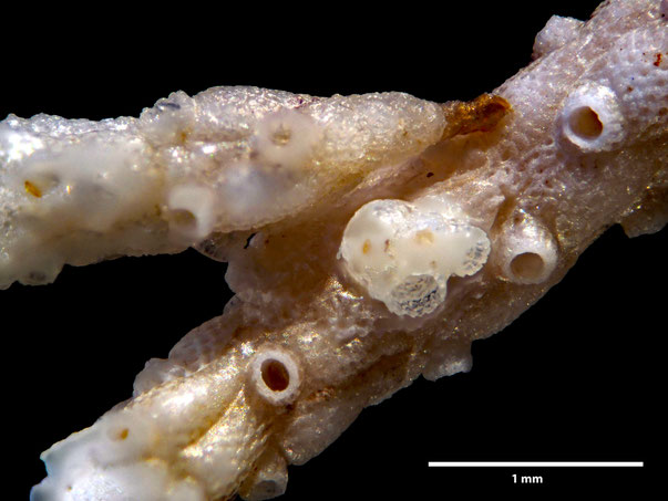 Bryozoa Art: Margaretta cereoides (Ellis & Solander 1786) aus Bryozoen Sammlung Senckenberg 