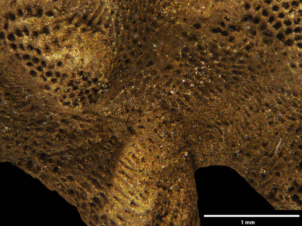 Bryozoa Art: Spirella malmi von Hagenow 1851 aus Bryozoen Sammlung Senckenberg Frankfurt