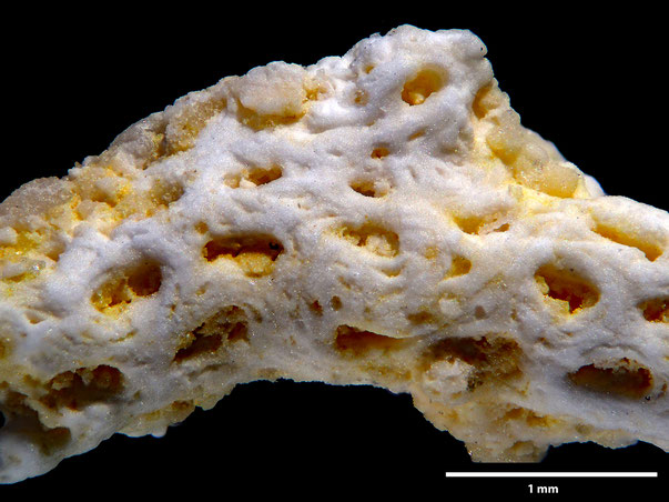 Bryozoa Art: Flustrella subcylindrica d'Orbigny 1852 aus Bryozoen Sammlung Senckenberg Frankfurt