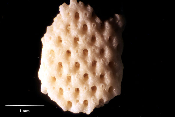 Bryozoa Art: Eschara squalida Mokrinskiji 1916 aus Bryozoen Sammlung Senckenberg Frankfurt,  CC BY:  Dr. Rainer Teubner