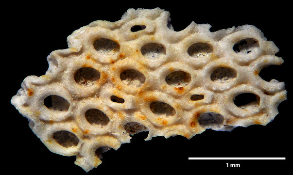 Bryozoa Art: Membranipora securigera Levinsen 1925 aus Bryozoen Sammlung Senckenberg Frankfurt