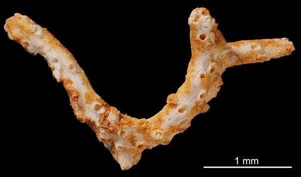 Bryozoa Art: Filisparsa mülleri Beissel 1865 aus Bryozoen Sammlung Senckenberg Frankfurt,  CC BY: Michael Sondermann