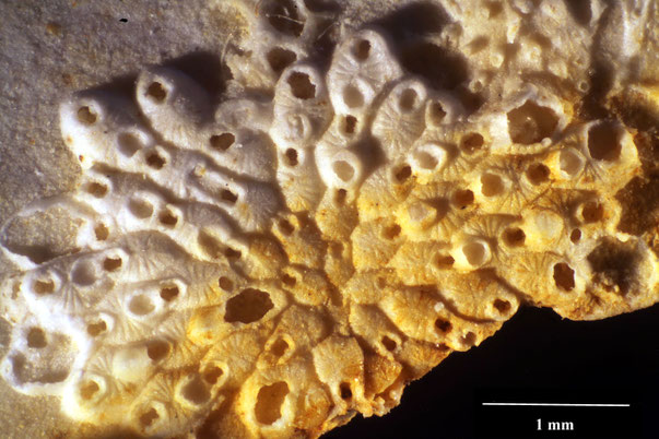 Bryozoa Art: Leptocheilopora vulnerata (Brydone 1914) aus Bryozoen Sammlung Senckenberg Frankfurt,  CC BY:  Dr. Rainer Teubner
