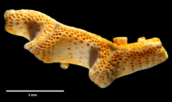 Bryozoa Art: Retecava clathrata (Goldfuss 1827) aus Bryozoen Sammlung Senckenberg Frankfurt