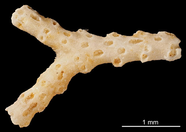 Bryozoa Art: Idmonea subgracilis d'Orgigny 1853 aus Bryozoen Sammlung Senckenberg Frankfurt,  CC BY: Michael Sondermann