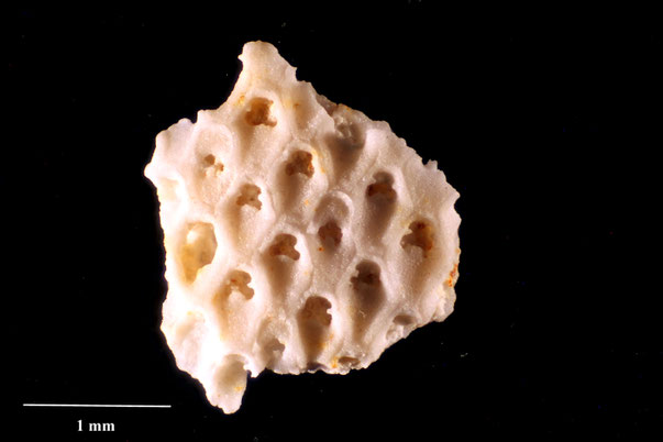 Bryozoa Art: Tornipora canui (Brydone 1906) aus Bryozoen Sammlung Senckenberg Frankfurt,  CC BY:  Dr. Rainer Teubner