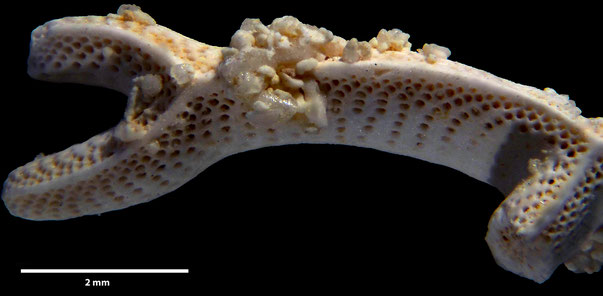 Bryozoa Art: Retecava clathrata (Goldfuss 1827) aus Bryozoen Sammlung Senckenberg Frankfurt