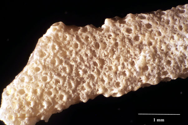 Bryozoa Art: Diplobeisselina nobilis (Levinsen 1925) aus Bryozoen Sammlung Senckenberg Frankfurt,  CC BY:  Dr. Rainer Teubner