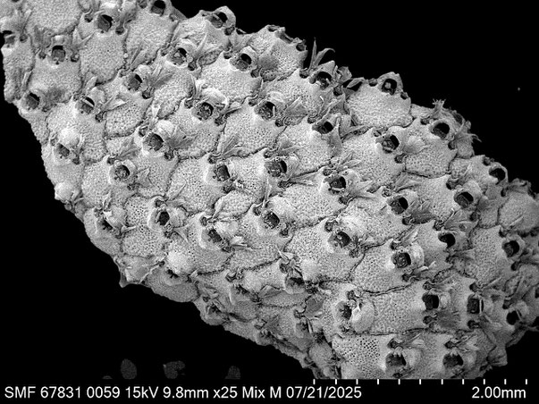 Bryozoa Art: Bryopesanser tonsillorum Tilbrook 2012 aus Bryozoen Sammlung Senckenberg Frankfurt,  CC BY: Louisa Preuss