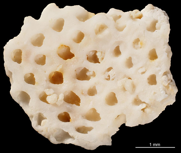 Bryozoa Art: Flustrellaria incrassata d'Orbigny aus Bryozoen Sammlung Senckenberg Frankfurt,  CC BY: Michael Sondermann