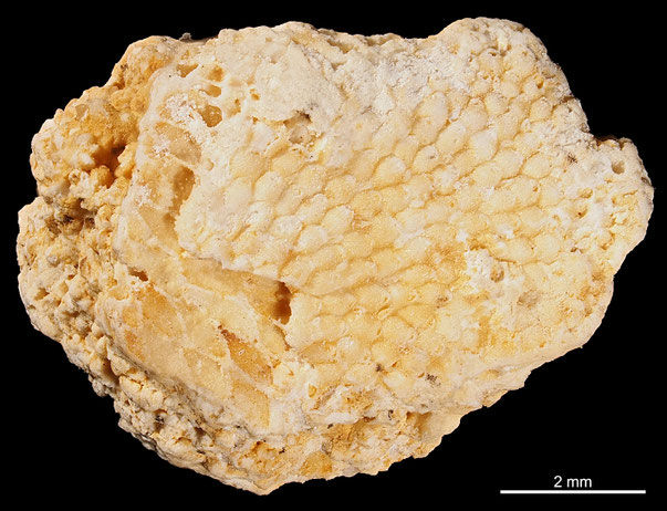 Bryozoa Art: Aechmella xanthe d'Orbigny 1852 aus Bryozoen Sammlung Senckenberg Frankfurt,  CC BY: Michael Sondermann