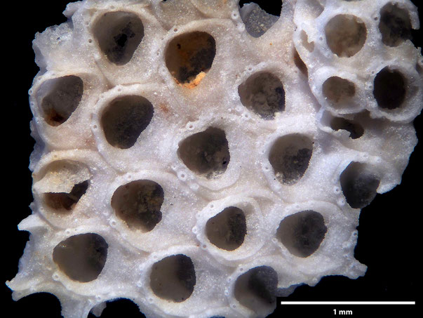 Bryozoa Art: Callopora stefniensis Berthelsen 1962 aus Bryozoen Sammlung Senckenberg Frankfurt
