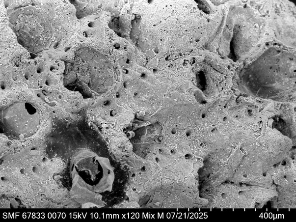 Bryozoa Art: Characodoma babelmandebi Martha & Scholz 2025 aus Bryozoen Sammlung Senckenberg Frankfurt,  CC BY: Louisa Preuss