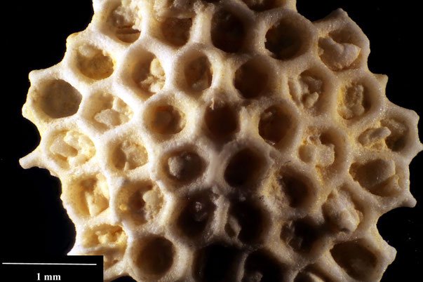 Bild 2 Bryozoa Art: Lateroflustrellaria hexagona d'Orbigny 1852 aus Bryozoen Sammlung Senckenberg Frankfurt,  CC BY:  Dr. Rainer Teubner