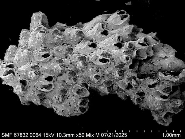 Bryozoa Art: Plesiocleidochasma dorothyonella Martha & Scholz 2025 aus Bryozoen Sammlung Senckenberg Frankfurt,  CC BY: Louisa Preuss