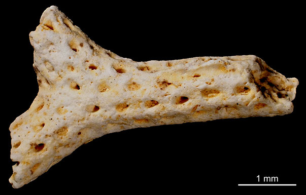 Senckenberg, Bryozoa, Bryozoen, Moostierchen, Sammlung Voigt