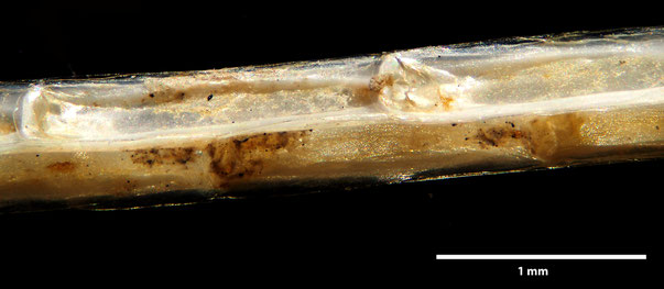Bryozoa Art: Columnella magna (Busk 1884) aus Bryozoen Sammlung Senckenberg Frankfurt