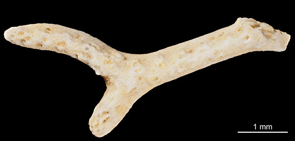 Bryozoa Art: Heterocrisina carinata Roemer aus Bryozoen Sammlung Senckenberg Frankfurt,  CC BY: Michael Sondermann