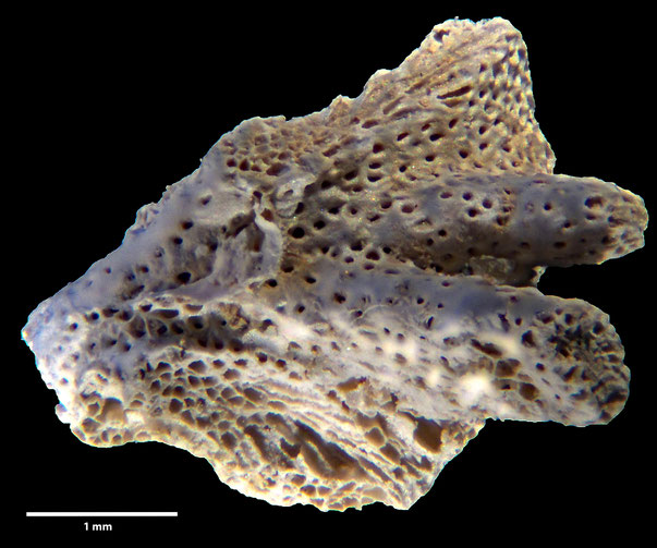 Bryozoa Art: Lekythionia dichotoma (Gabb & Horn 1862) aus Bryozoen Sammlung Senckenberg Frankfurt