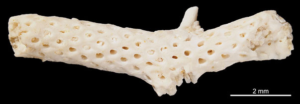 Bryozoa Art: Vincularia lepida d'Orbigny 1851 aus Bryozoen Sammlung Senckenberg Frankfurt,  CC BY: Michael Sondermann