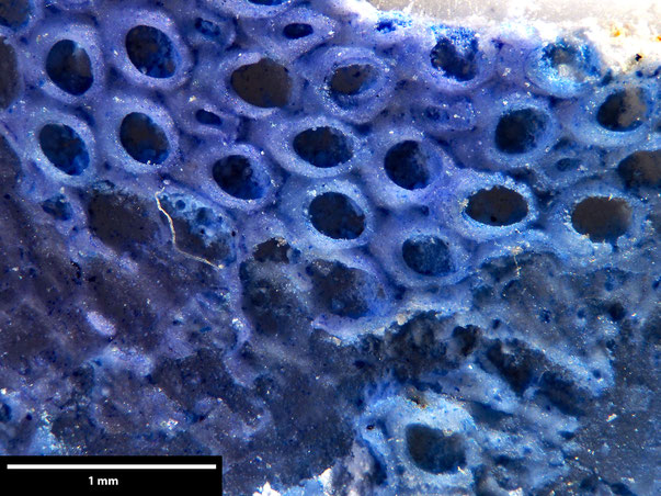 Bryozoa Art: Callopora securigera (Levinsen 1925) aus Bryozoen Sammlung Senckenberg Frankfurt