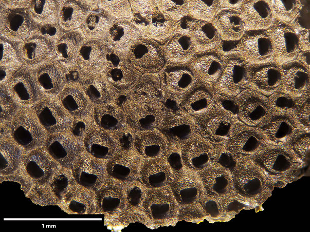 Bryozoa Art: Lunulites beisseli (Marsson 1887) aus Bryozoen Sammlung Senckenberg Frankfurt,  