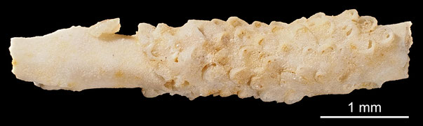 Bryozoa Art: Aechmella clio (d'Orbigny 1852) aus Bryozoen Sammlung Senckenberg Frankfurt,  CC BY: Michael Sondermann