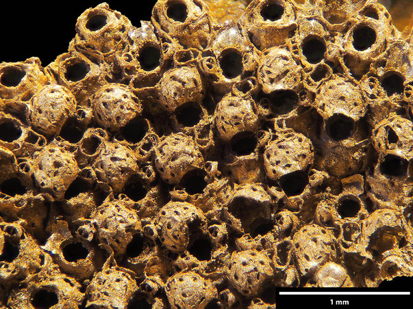 Bryozoa Art: Eschara ichnoidea von Hagenow aus Bryozoen Sammlung Senckenberg Frankfurt,  