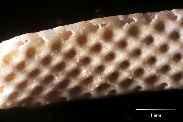 Bryozoa Art: Coscinopleura angusta (Berthelsen 1948) aus Bryozoen Sammlung Senckenberg Frankfurt,  CC BY:  Dr. Rainer Teubner