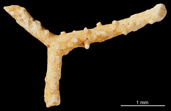 Bryozoa Art: Entalophora pergensi Gregory 1899 aus Bryozoen Sammlung Senckenberg Frankfurt,  CC BY: Michael Sondermann
