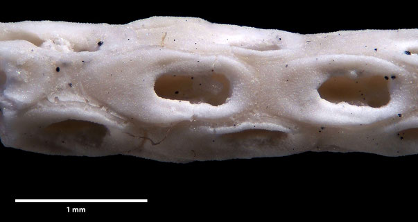 Bryozoa Art: Membranipora weybournensis Brydone 1918 aus Bryozoen Sammlung Senckenberg Frankfurt