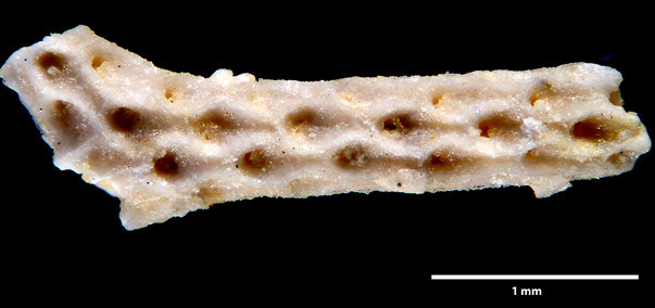 Bryozoa Art: Smittipora microstoma Marsson 1887 aus Bryozoen Sammlung Senckenberg Frankfurt