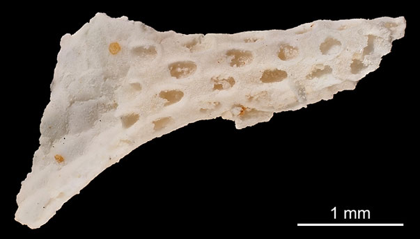 Bryozoa Art: Floridina tubulosa (Voigt 1923) aus Bryozoen Sammlung Senckenberg Frankfurt,  CC BY: Michael Sondermann