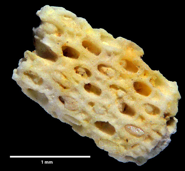 Bild 2 Bryozoa Art: Biflustra tesselata d'Orbigny aus Bryozoen Sammlung Senckenberg Frankfurt