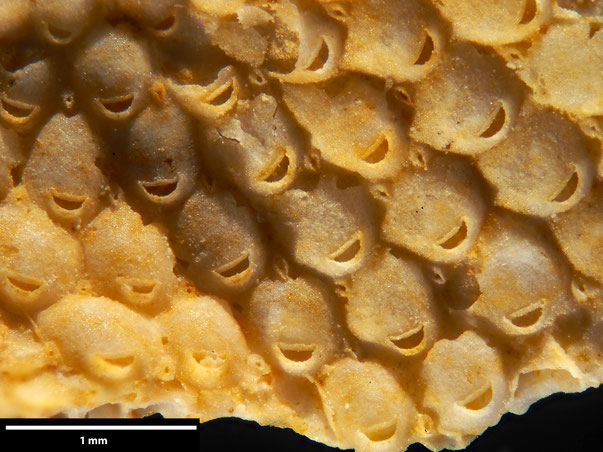 Bryozoa Art: Aechmella anglica (Brydone 1909) aus Bryozoen Sammlung Senckenberg Frankfurt