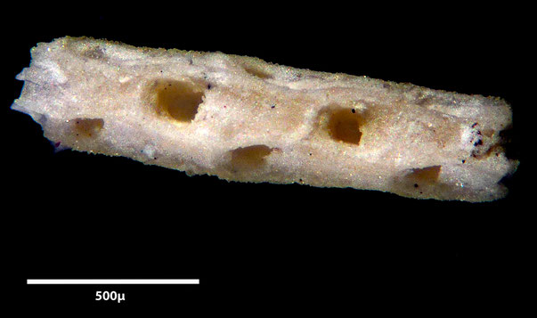 Bryozoa Art: Pseudothyracella mucronata (Meunier & Pergens 1886) aus Bryozoen Sammlung Senckenberg Frankfurt
