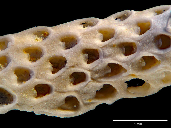 Bryozoa Art: Semieschara manicosa Brydone 1936 aus Bryozoen Sammlung Senckenberg Frankfurt