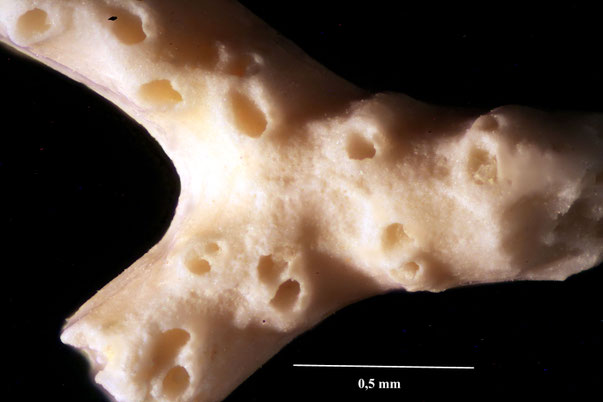 Bryozoa Art: Heterocrisina communis (d'Orbigny 1852) aus Bryozoen Sammlung Senckenberg Frankfurt,  CC BY:  Dr. Rainer Teubner