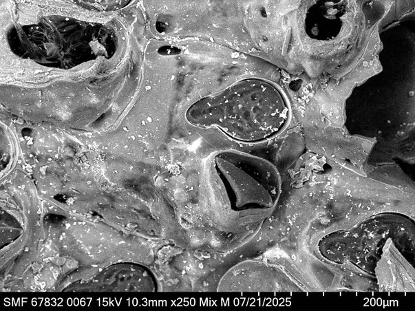 Bryozoa Art: Plesiocleidochasma dorothyonella Martha & Scholz 2025 aus Bryozoen Sammlung Senckenberg Frankfurt,  CC BY: Louisa Preuss
